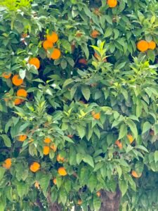 Oranges in Spain